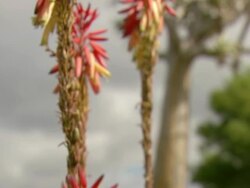 MS TU Shot of flower stems of aloe plant / Namaqualand, Northern Cape, South Africa Stock Footage