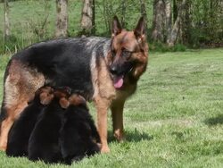 Domestic Dog, German Shepherd Dog, Female standing on Grass, three Cubs suckling, Real Time. 25 fps Stock Footage