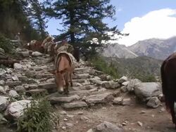 MS, Nepal, Donkeys walking down trekking path Stock Footage