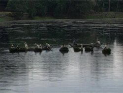 Workers in canoes Stock Footage