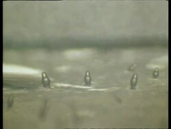 WA Time lapse dispersal of slime mould via spores Stock Footage