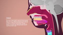 Digestive System, part 2: Crash Course A&P Instructional Video
