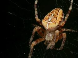 Spider Stock Footage