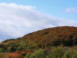 Vienna Woods in Autumn Stock Footage