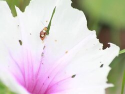 Ladybug on flower Stock Footage