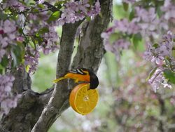 MS Shot of Adult male Baltimore oriole (Icterus galbula) eating orange in flowering crabapple tree / Valparaiso, Indiana, United States Stock Footage