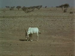 WA pair of Arabian Oryx, Oryx leucoryx, young males sparring, wild in Jiddat al Harasis desert, Oman Stock Footage