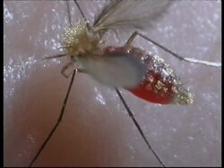 BCU Old World Sand Fly (Phlebotomus dubosci) feeding on human, walks away, From above Stock Footage