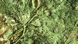 Biological Classification - Echinodermata & Arthropoda Instructional Video