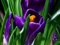 Blooming crocus Stock Footage
