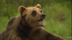 A bear pants with its tongue hanging out of its mouth. Stock Footage