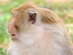 Monkey family. Stock Footage
