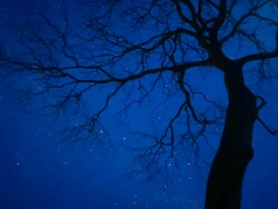 T/L, WS, ZO, night sky stars behind silhouetted tree / Pantanal, Mato Grosso, Brazil Stock Footage