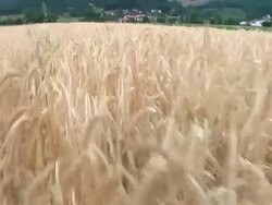 HD: Walking In The Field Of Wheat Stock Footage