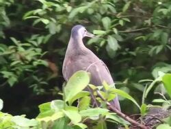 Bare-throated Tiger-Heron Stock Footage