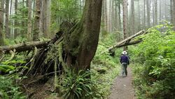 Foggy temperate rainforest hiker Olympic National Park Stock Footage