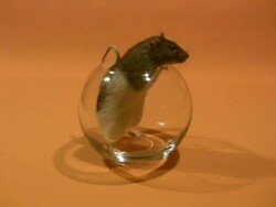 HD: rat in the glass Stock Footage