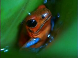 CU Strawberry Poison-Dart Frog (Dendrobates pumilio) depositing tadpoles in water-pocket of Bromeliad plant, Costa Rica Stock Footage