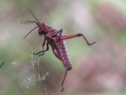 Grasshopper in big problem Stock Footage