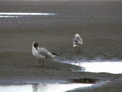 Two seagulls at the beach Stock Footage