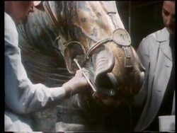 Italy - Marco Aurelio News Clip