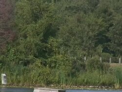 Great blue heron 5  1080/60i Stock Footage