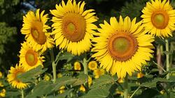 beautiful sunflower blooming in garden Stock Footage