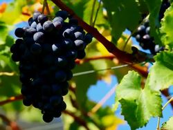 HD Blue Grapes in a Vineyard Close-up (Loopable) Stock Footage