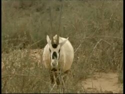 Arabian Oryx, Oryx leucoryx, walking to camera through bushes, MS, Israel Stock Footage