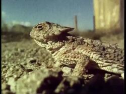 CU Horned toad, Phyosoma douglassi runs out of frame left, side view, USA Stock Footage