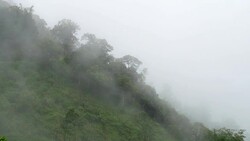 Moving of Fog over rainforest mountain , nature footage background Stock Footage