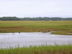 WS TS View of landscape of marsh / St. Simons Island, Georgia, United States Stock Footage