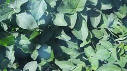 Soybean crops in field Stock Footage