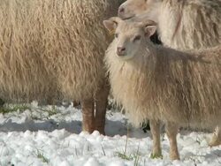 CU Shot of small sheep stand in front of herd at retire / Skagafjorour, Nordhurland Vestra, Iceland  Stock Footage