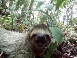 sleepy sloth Stock Footage