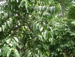 Fairtrade coffee beans at coffee-plantation in Ecuador Stock Footage