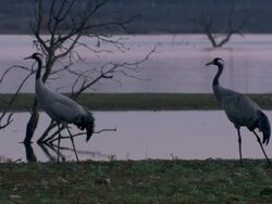 European Cranes (Grus grus) standing still by lake, North East Extremadura in Dehesa. Stock Footage