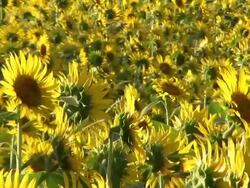 HD: Sunflowers at sunset (video) Stock Footage