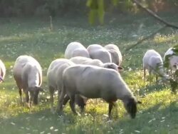 HD: Sheep eating on meadow Stock Footage