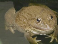 Frog Stock Footage