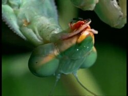 BCU Praying Mantis (Sphodromantis lineata) hanging upside-down washing mouth Stock Footage