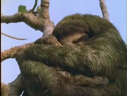 Three-toed Sloth, BCU sloth sleeping in tree, green algae visible in fur, Panama Stock Footage