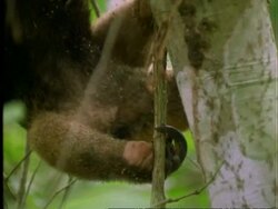 Collared Anteater (Tamandua), CU anteater hanging upside down in tree, feeds on ants, Panama Stock Footage