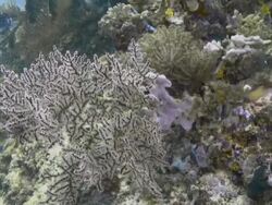 "Mid shot of colourful and varied coral, with camera moving in on a group of anemone" Stock Footage