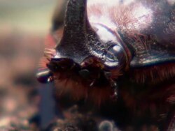 CU ZO Rhino beetle searching for food / Johannesburg, Gauteng, South Africa Stock Footage