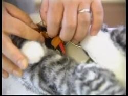 JAPAN: ROBOT PETS News Clip