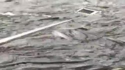 Video recording - Pearl Mullet Fish Stock Footage