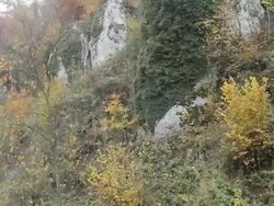 Aerial W/S, Atmospheric Forest in autumn Stock Footage