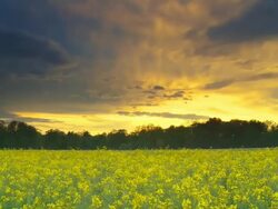 HD Motion Time-Lapse: Cloudscape Scene Over Canola Field Stock Footage