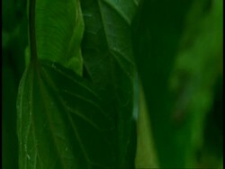 CU green leaves, pan right to frogspawn on leaves, Western Ghats, India Stock Footage
